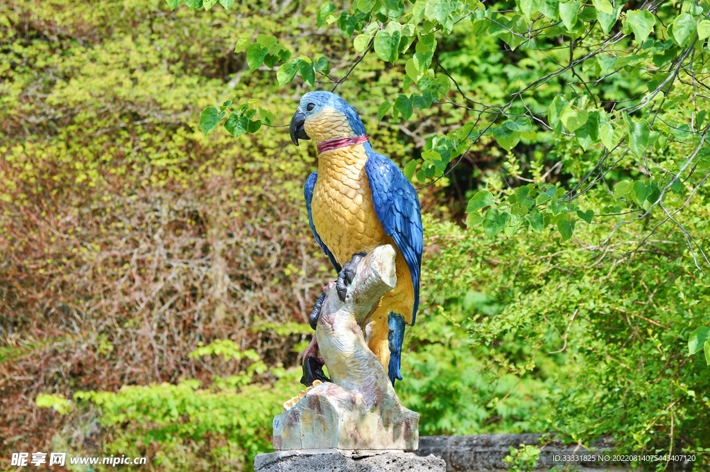 鹦鹉