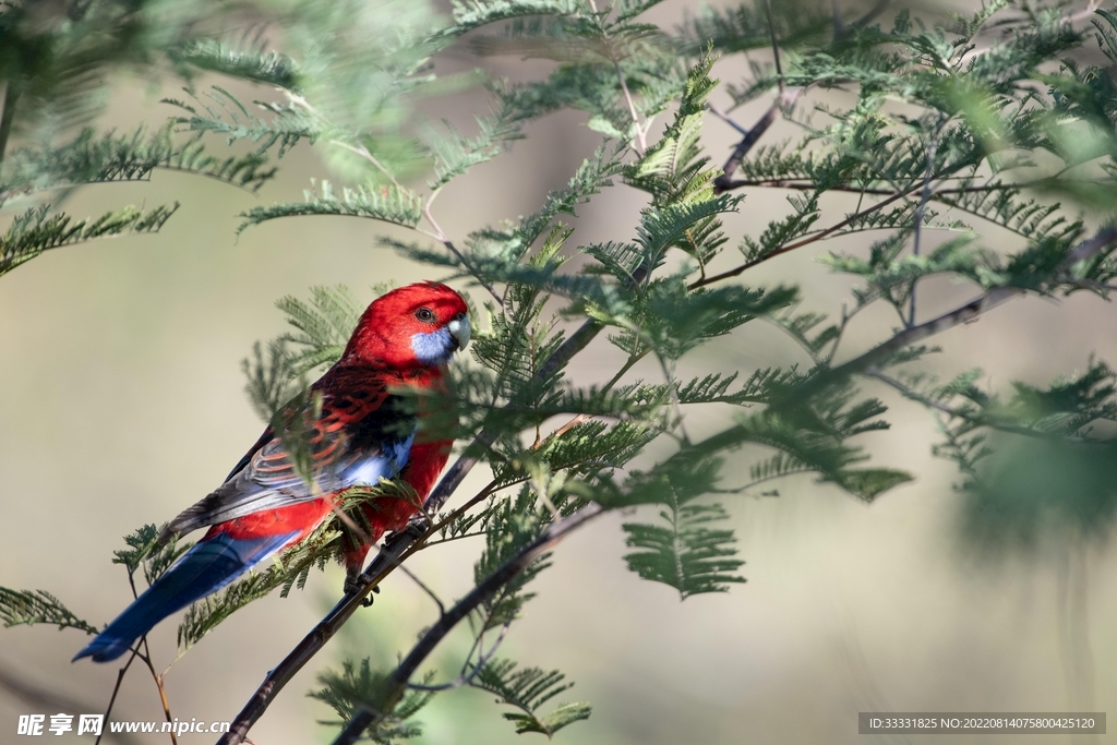 鹦鹉