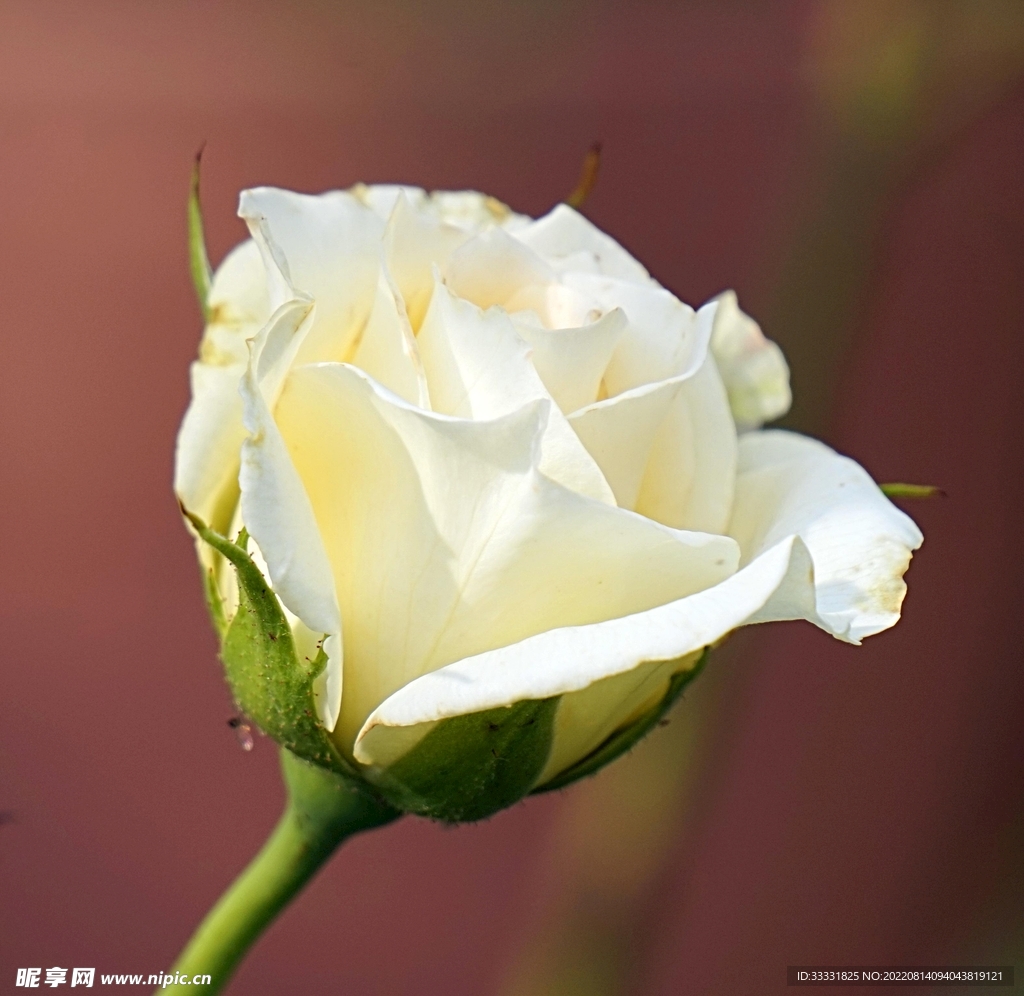 玫瑰