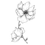 植物白描速写     