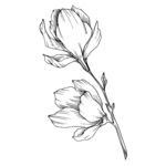 植物白描速写     