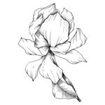 植物白描速写     