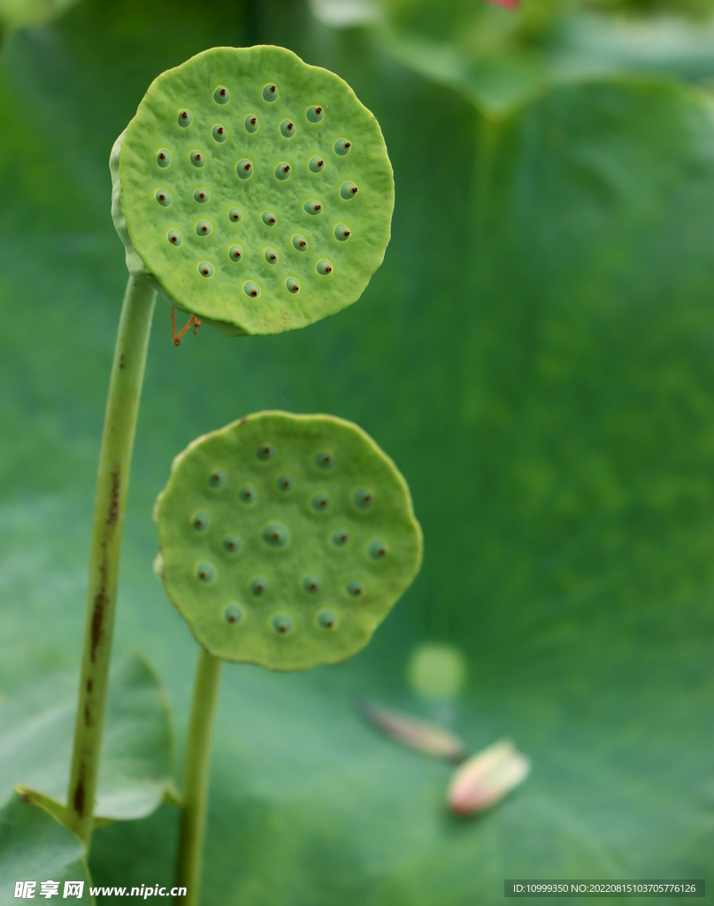 莲蓬莲子