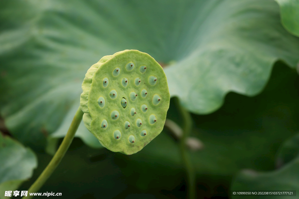 莲蓬莲子