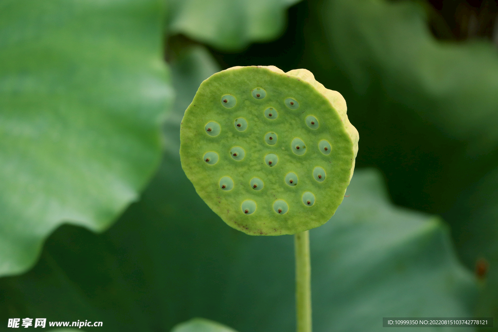 莲蓬莲子