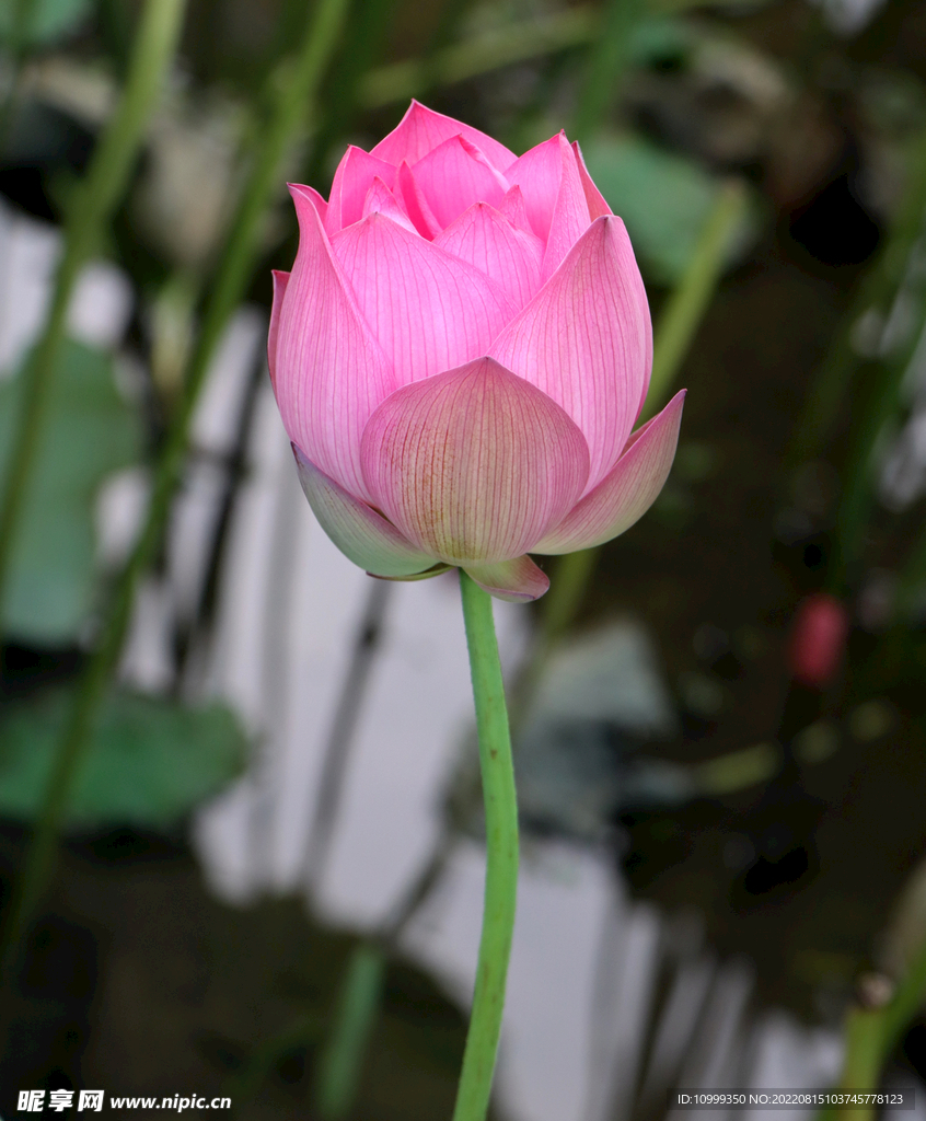 荷花花苞花蕾