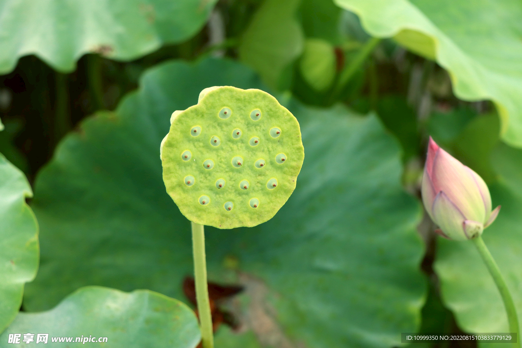 莲蓬莲子