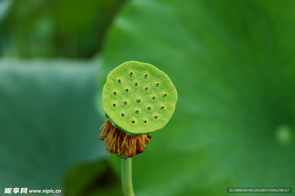 莲蓬莲子