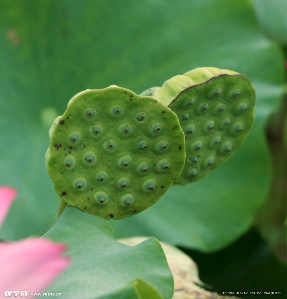 莲蓬莲子