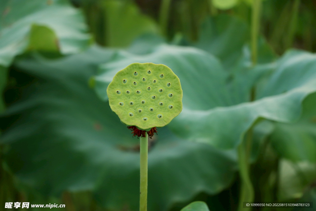 莲蓬莲子