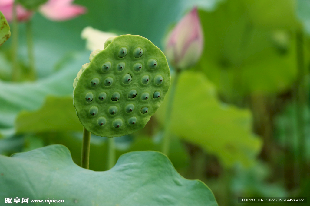 莲蓬莲子