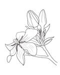 栀子花