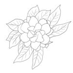 栀子花 