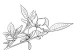 栀子花