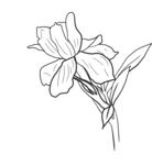 栀子花 