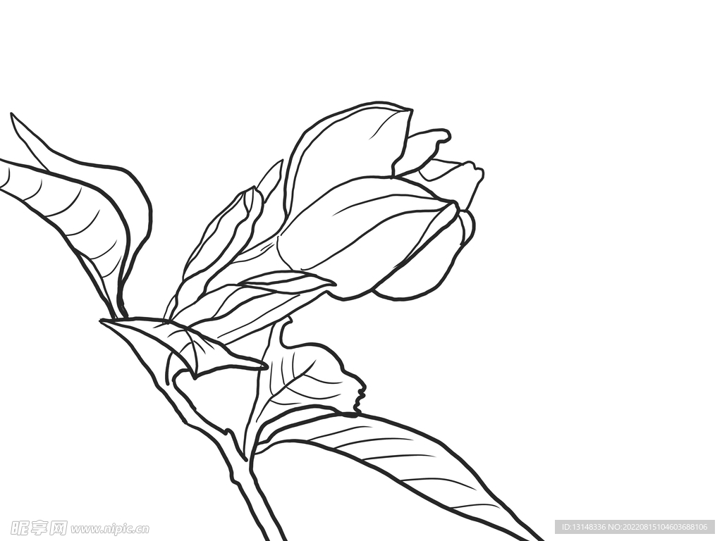 栀子花 植