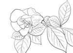 栀子花