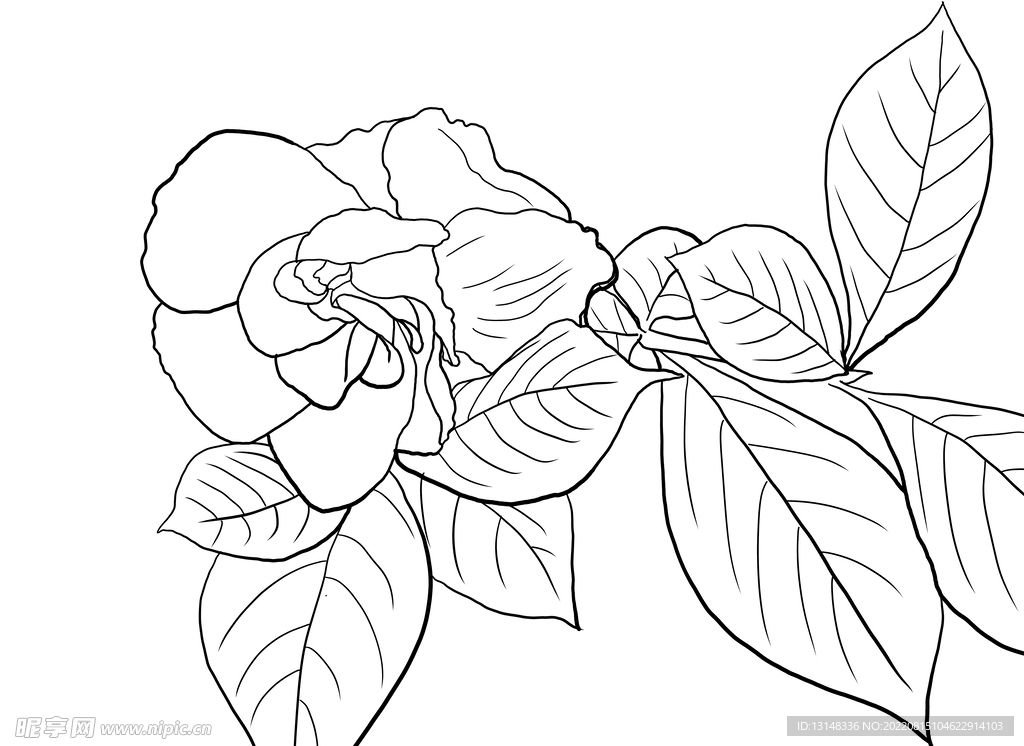 栀子花