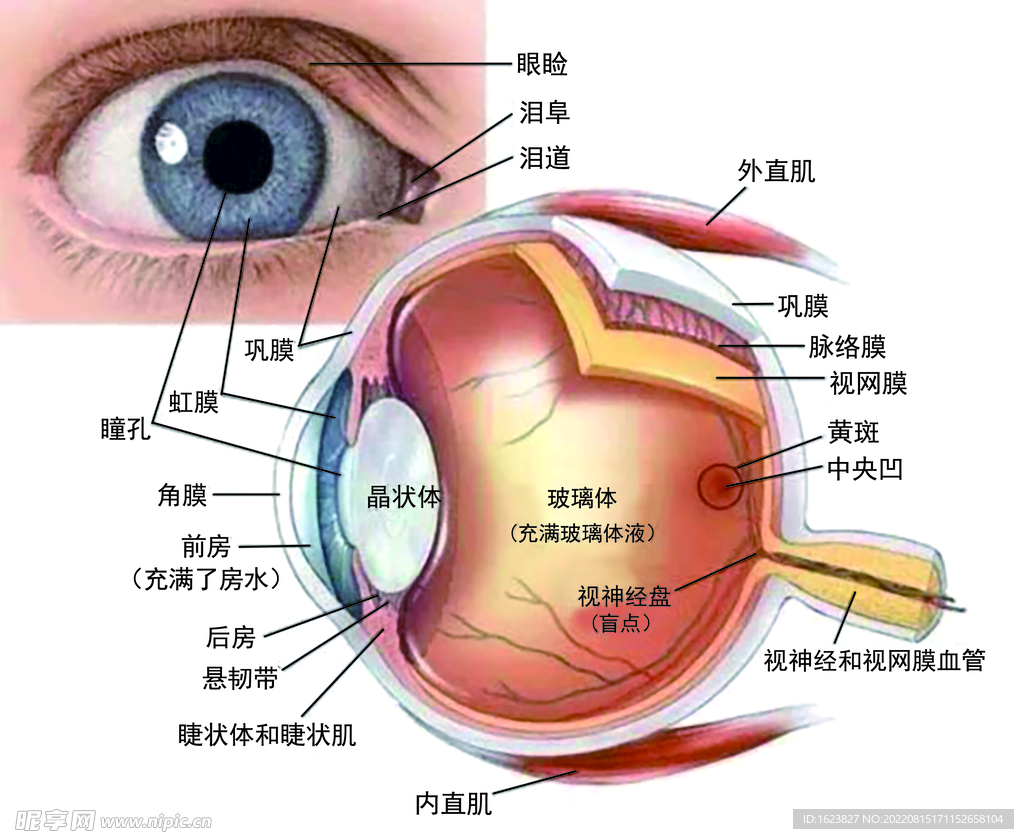 眼部结构图