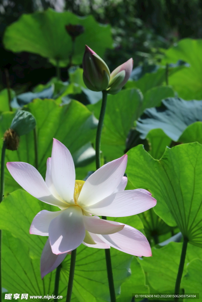 荷花