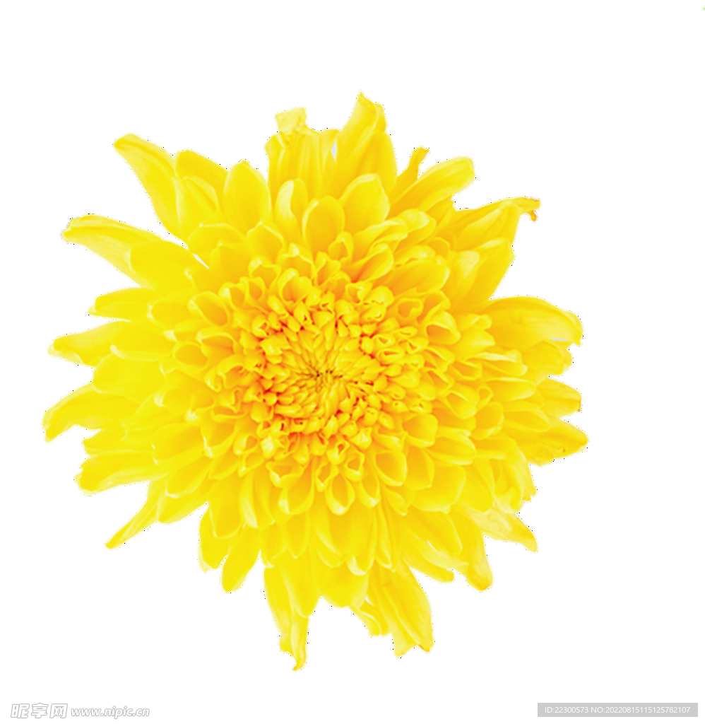 金丝皇菊