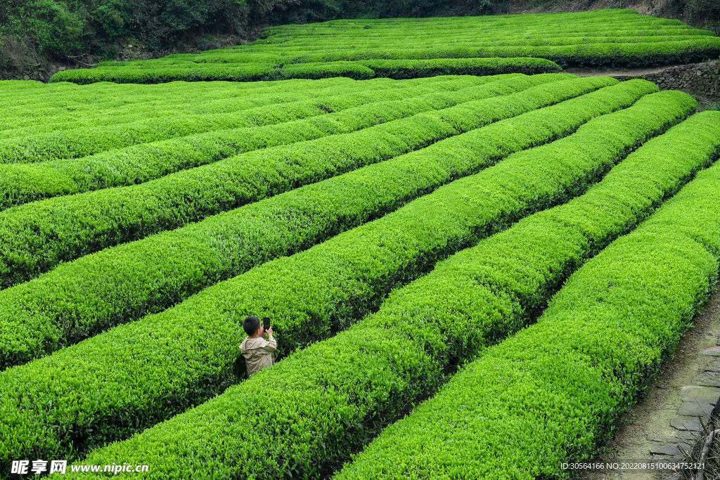 户外绿色茶园种植