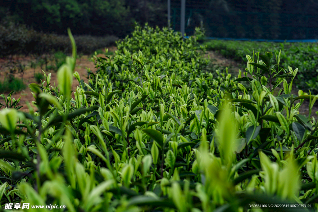 户外绿色茶园嫩芽