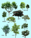 知名植物合集免扣素材