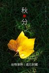 秋分