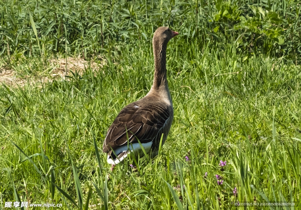 天鹅