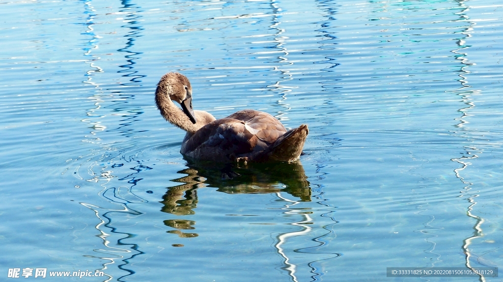 天鹅
