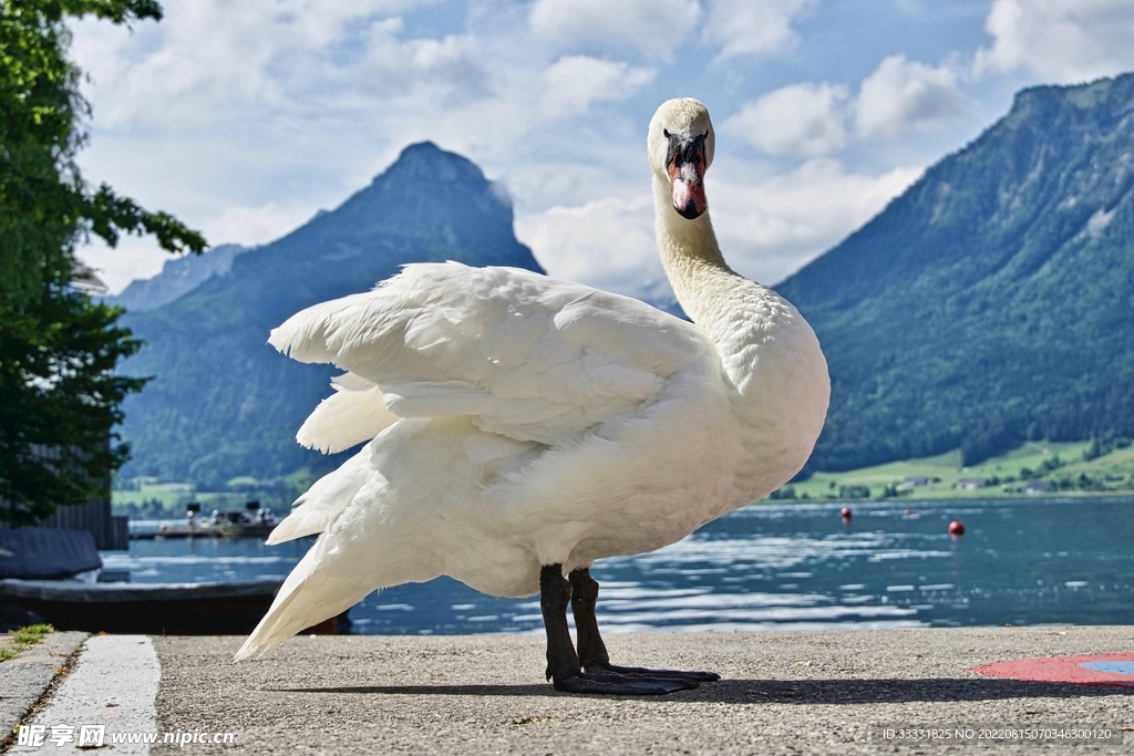 天鹅