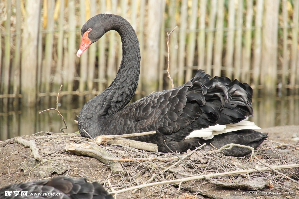 天鹅
