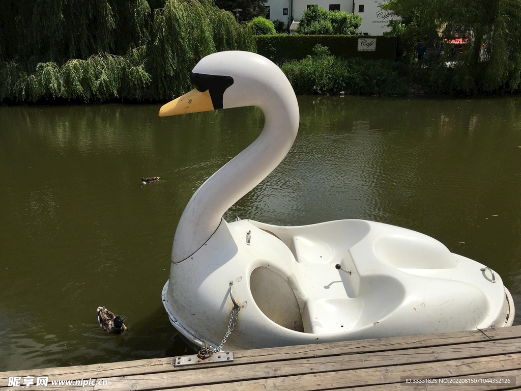 天鹅
