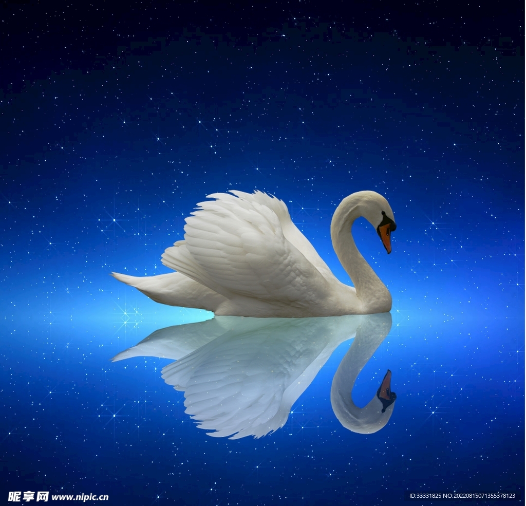 天鹅