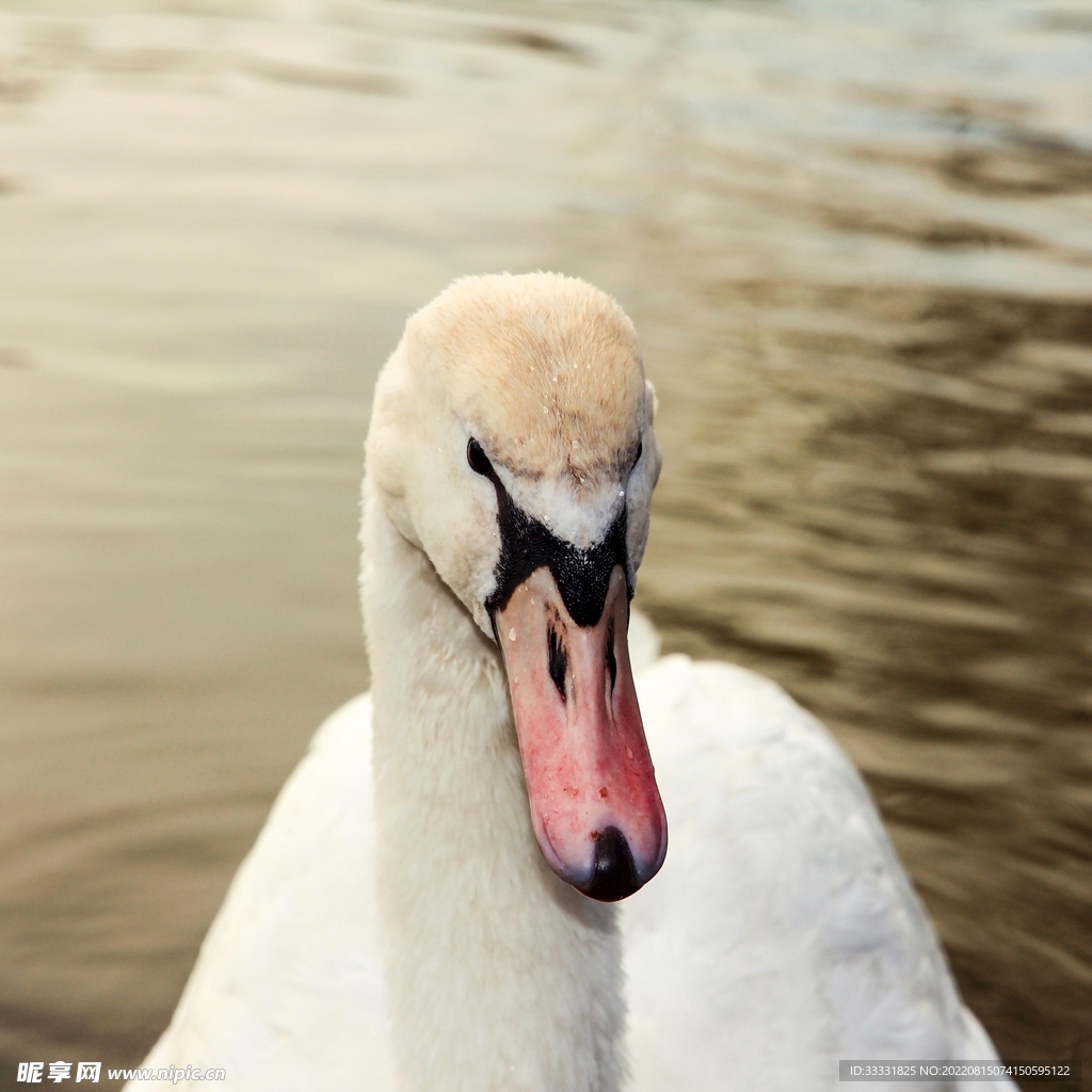 天鹅