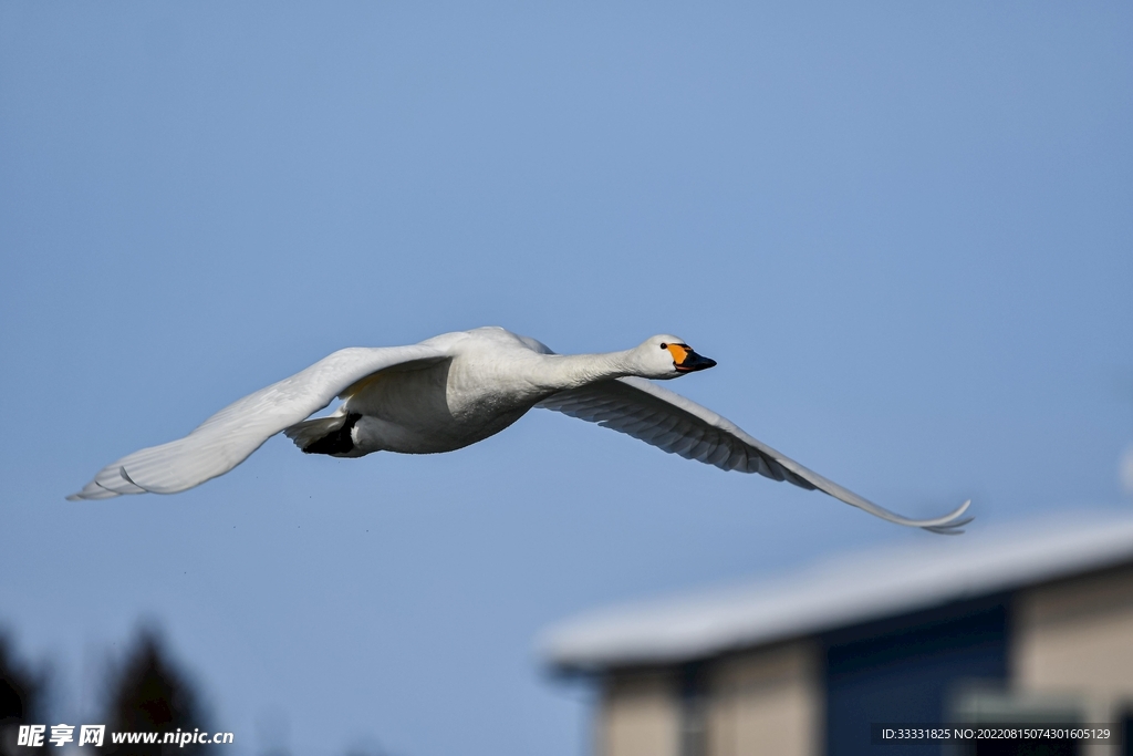 天鹅