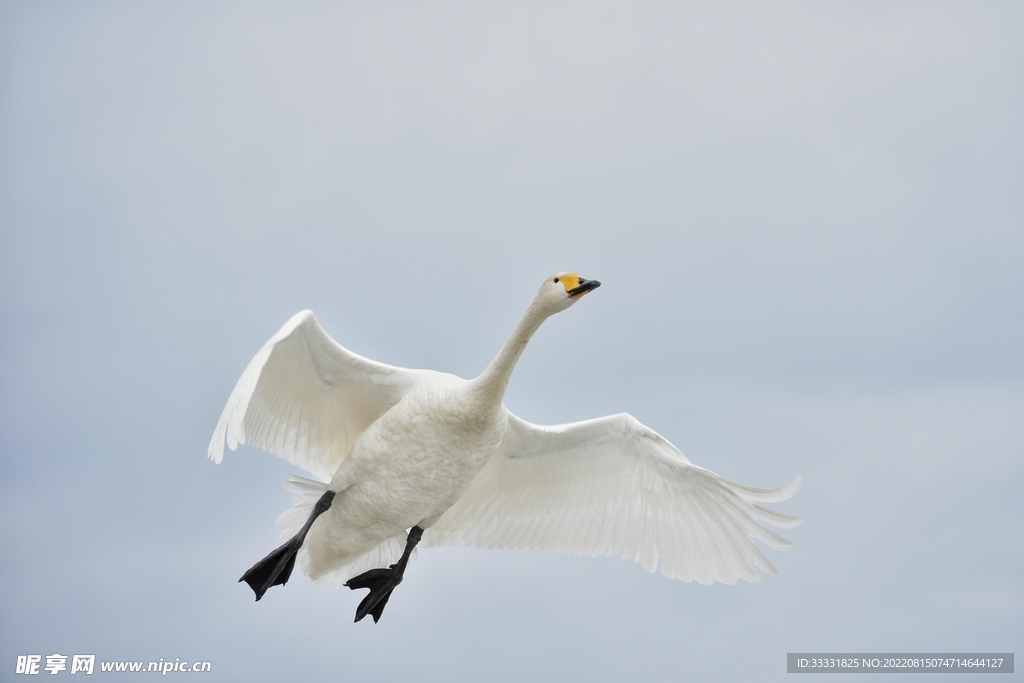 天鹅