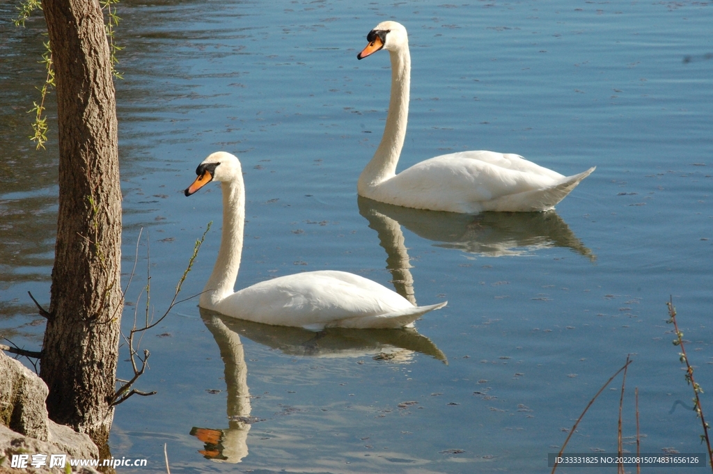 天鹅