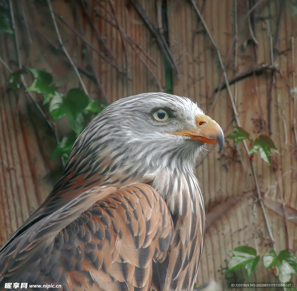 鹰摄影图__鸟类_生物世界_摄影图库_昵图网