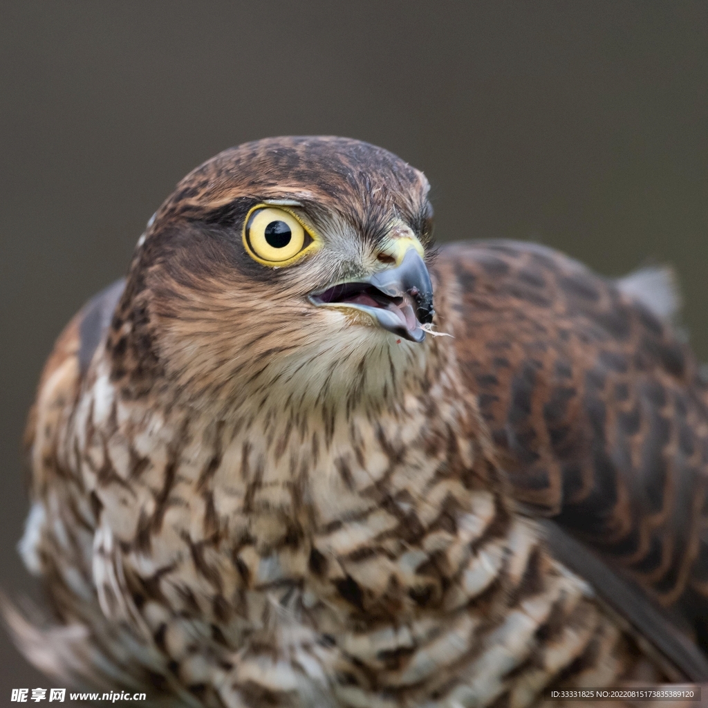 鹰 摄影图__鸟类_生物世界_摄影图库_昵图网