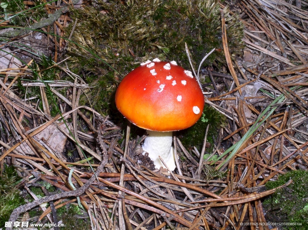 蘑菇