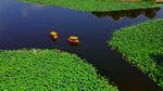 荷花湖龙舟
