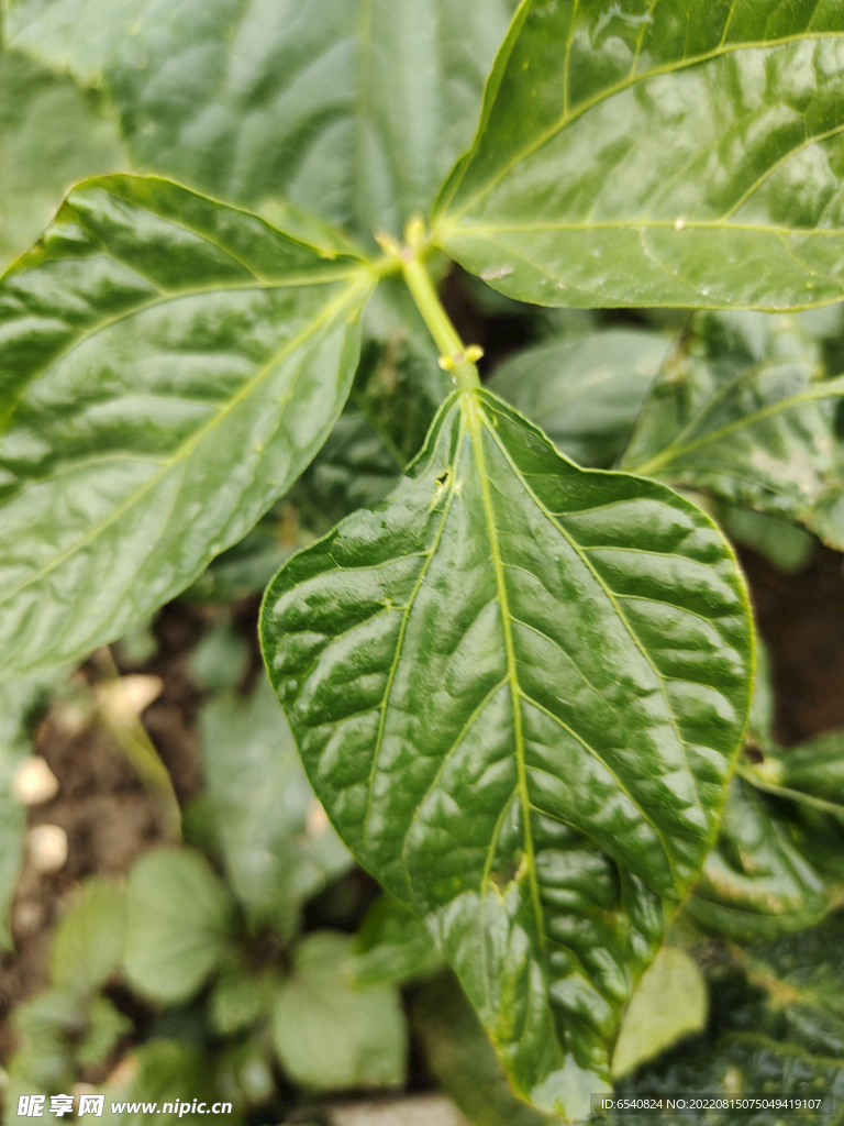 植物识别豇豆叶