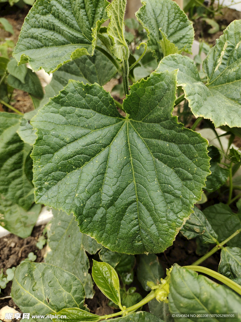 植物识别 黄瓜