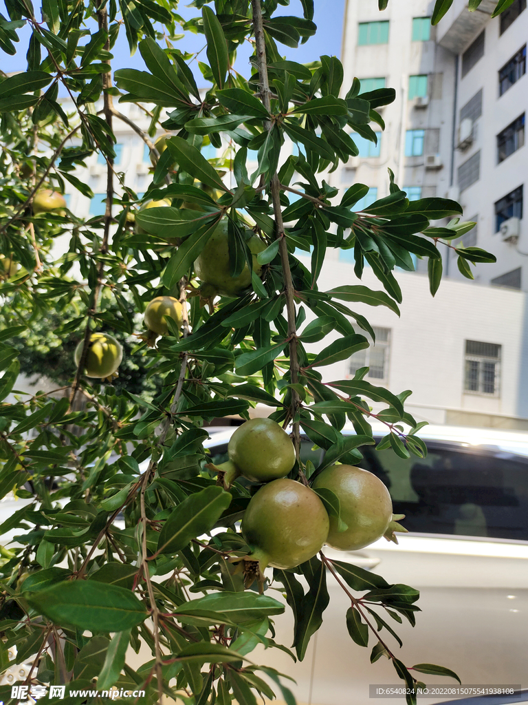 石榴
