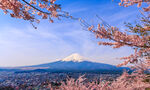 富士山樱花