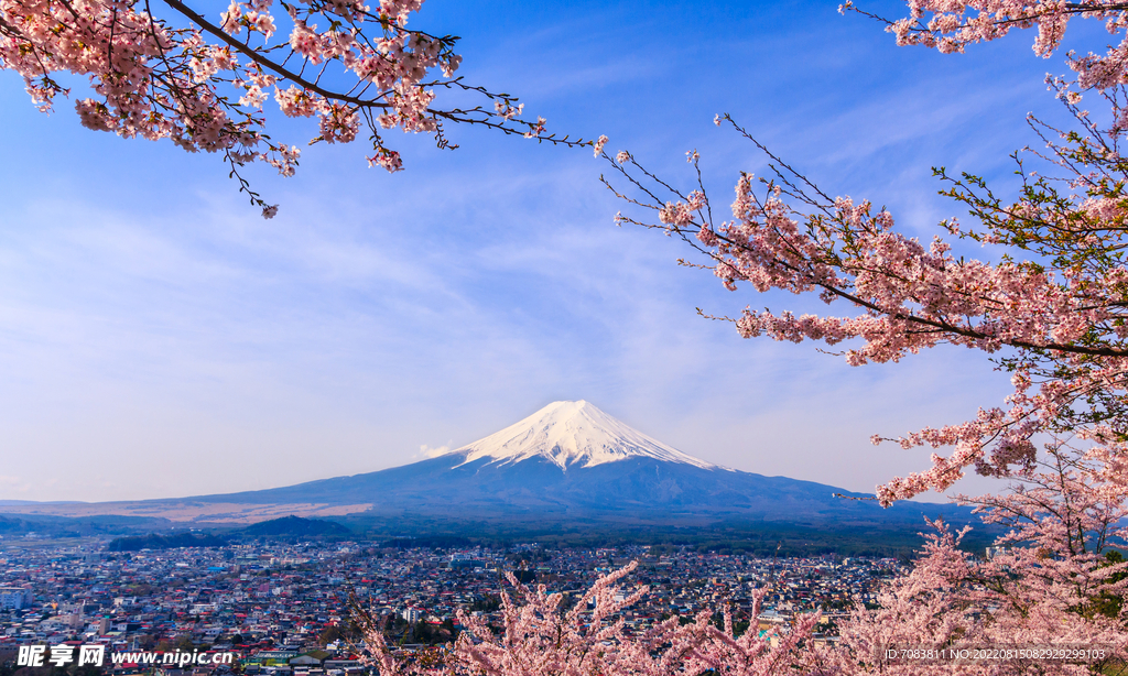 富士山樱花