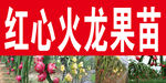 火龙果喷绘