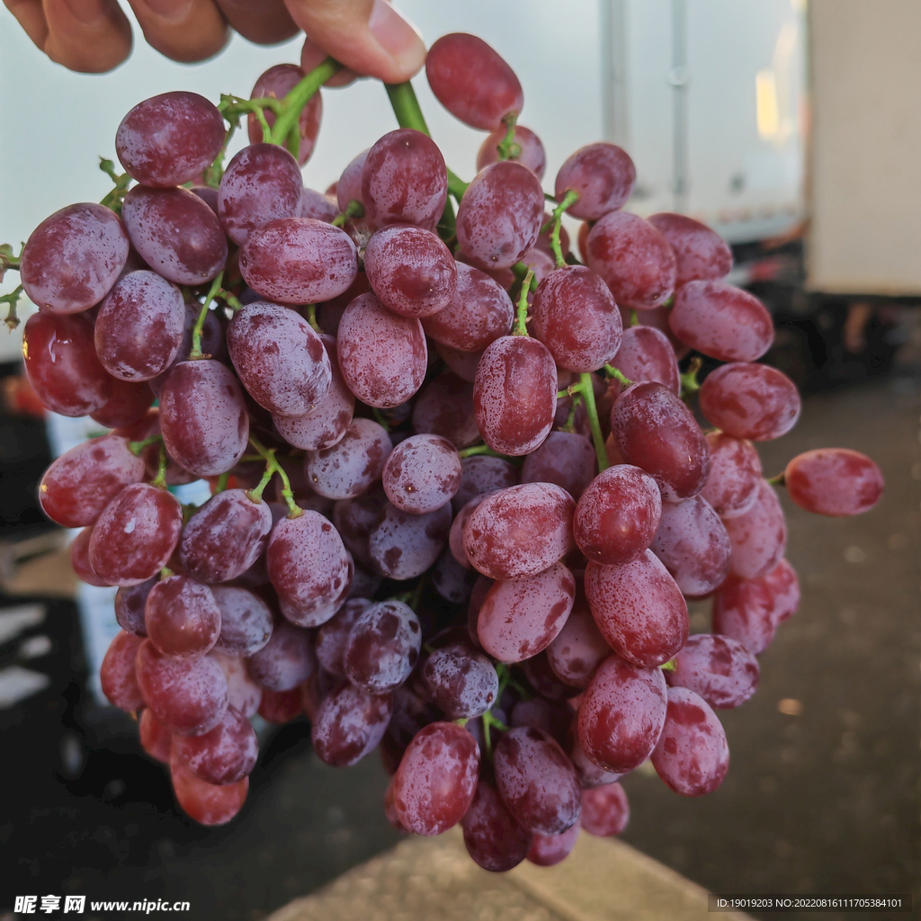 红提